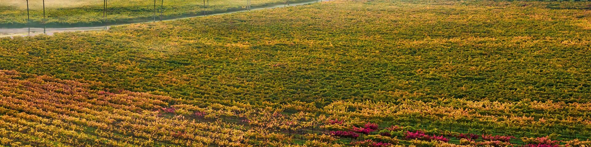 Aerial view of vineyards at sunrise with fog, Rutherford AVA, Napa Valley, California, USA