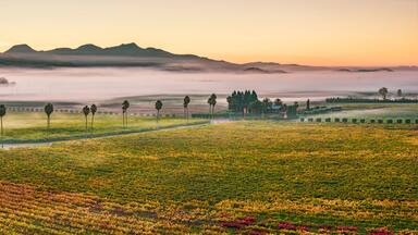 Aerial view of vineyards at sunrise with fog, Rutherford AVA, Napa Valley, California, USA
