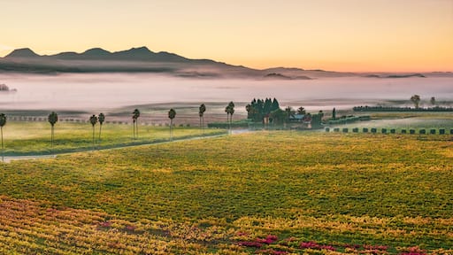 Aerial view of vineyards at sunrise with fog, Rutherford AVA, Napa Valley, California, USA