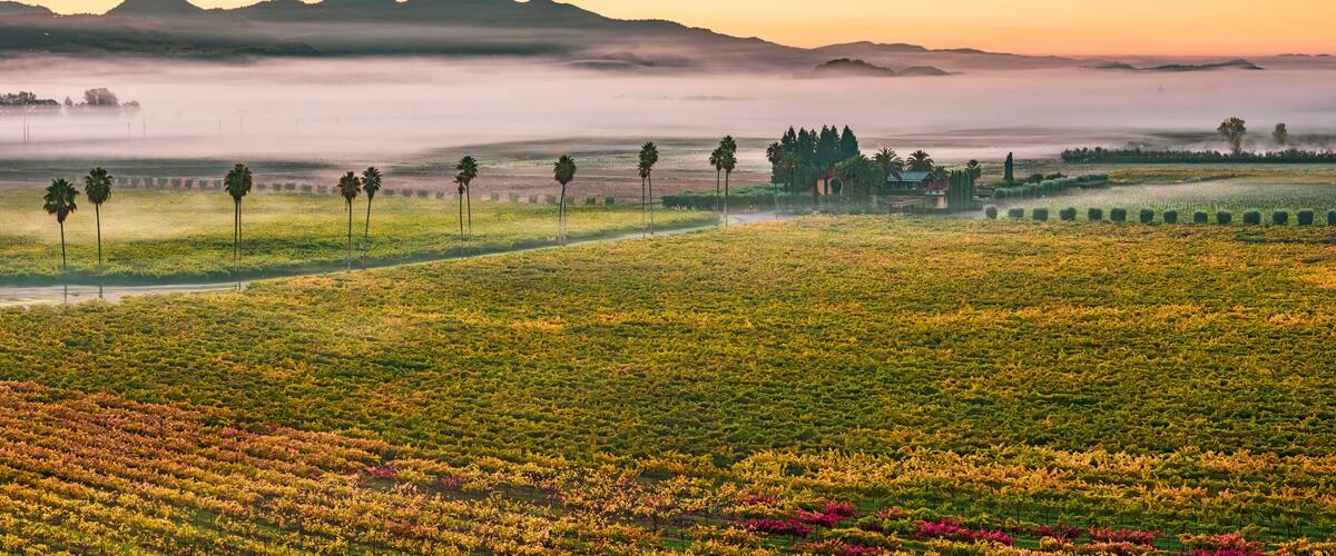 A misty landscape with a field of flowers, palm trees, and distant mountains.