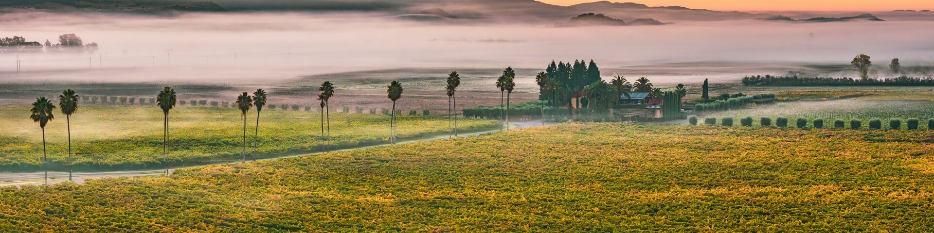 A misty landscape with a field of flowers, palm trees, and distant mountains.
