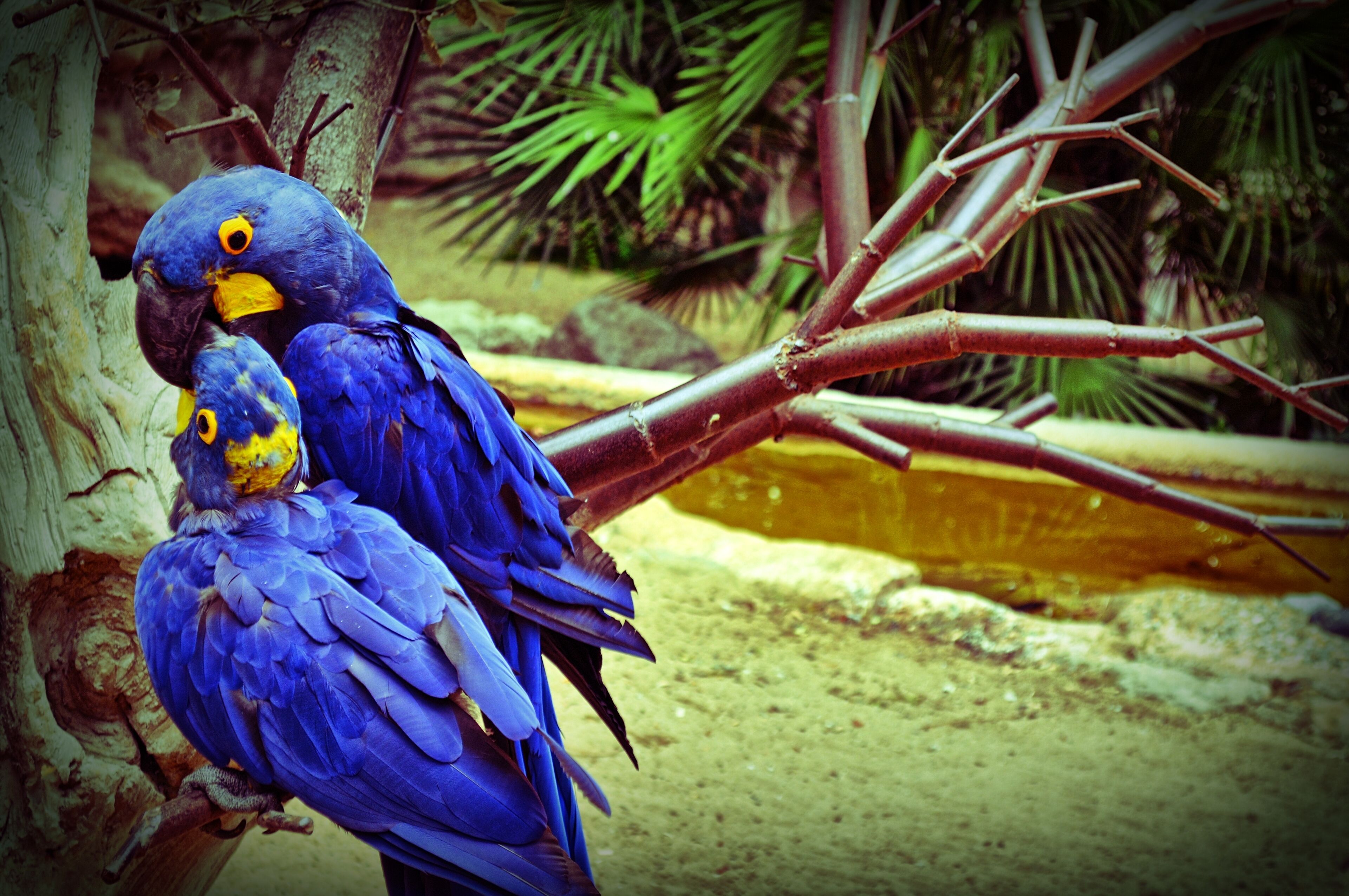 Ara Hyacinthe (Zoo de La Palmyre)