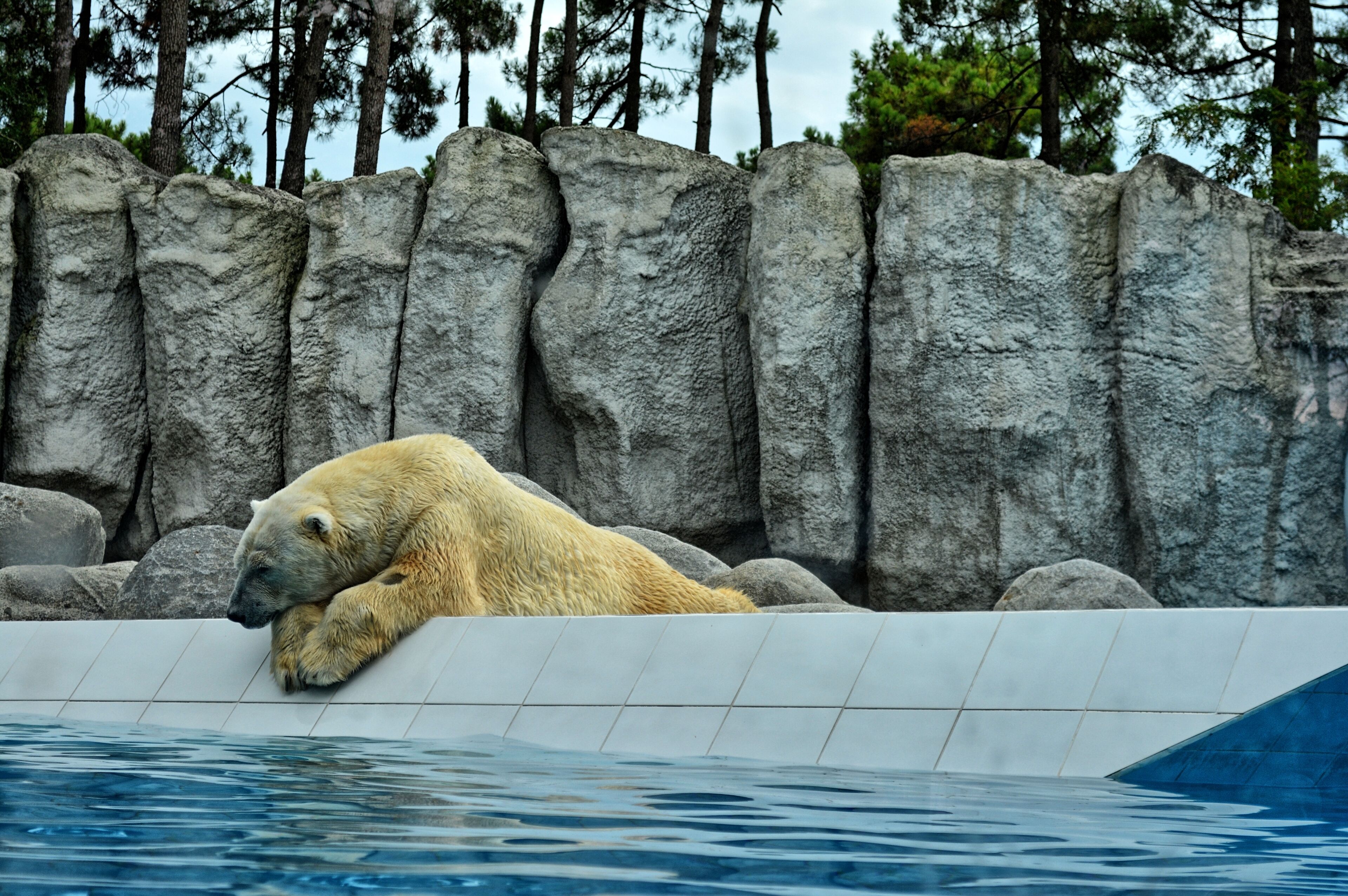 Ours polaire (Zoo de La Palmyre)