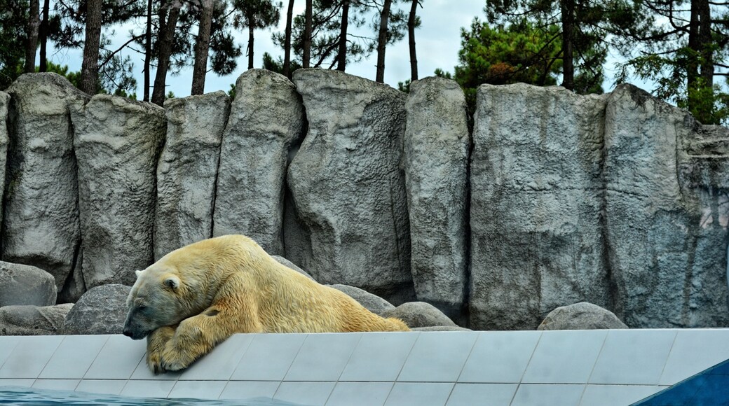 Ours polaire (Zoo de La Palmyre)