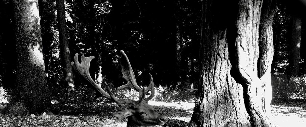 My forest, Puglia wonderful place to born :-) 
#Wildelife