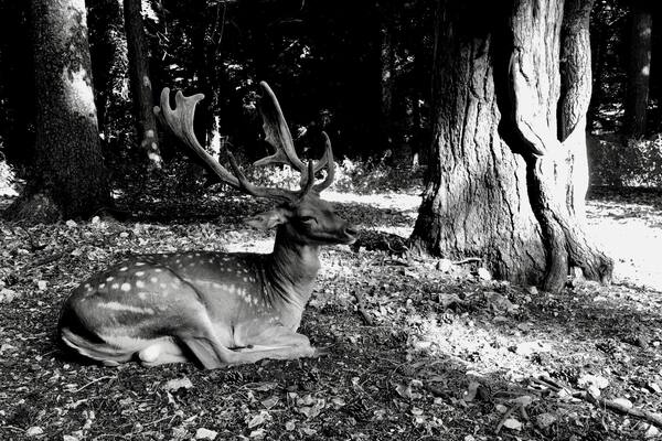 My forest, Puglia wonderful place to born :-)
#Wildelife