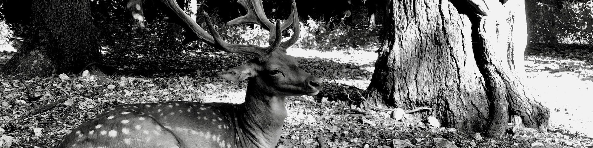 My forest, Puglia wonderful place to born :-)
#Wildelife