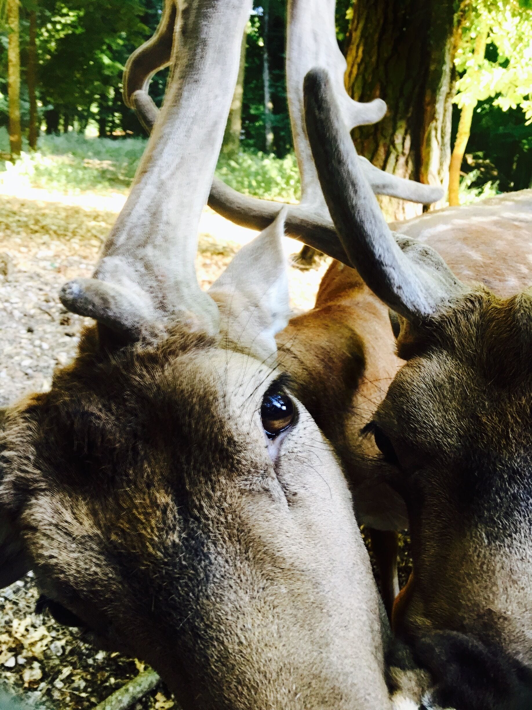 Home, where I was wildly born #Wildlife