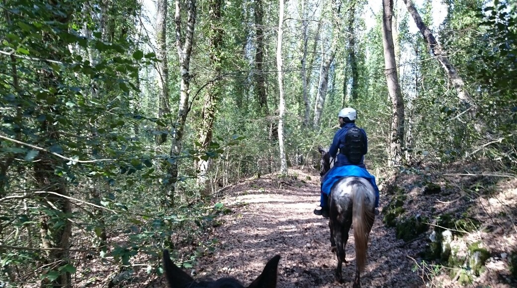 A cavallo tra sentieri e boschi del #Gargano con le guide esperte del maneggio di Posta Ruggiano #weareinpuglia