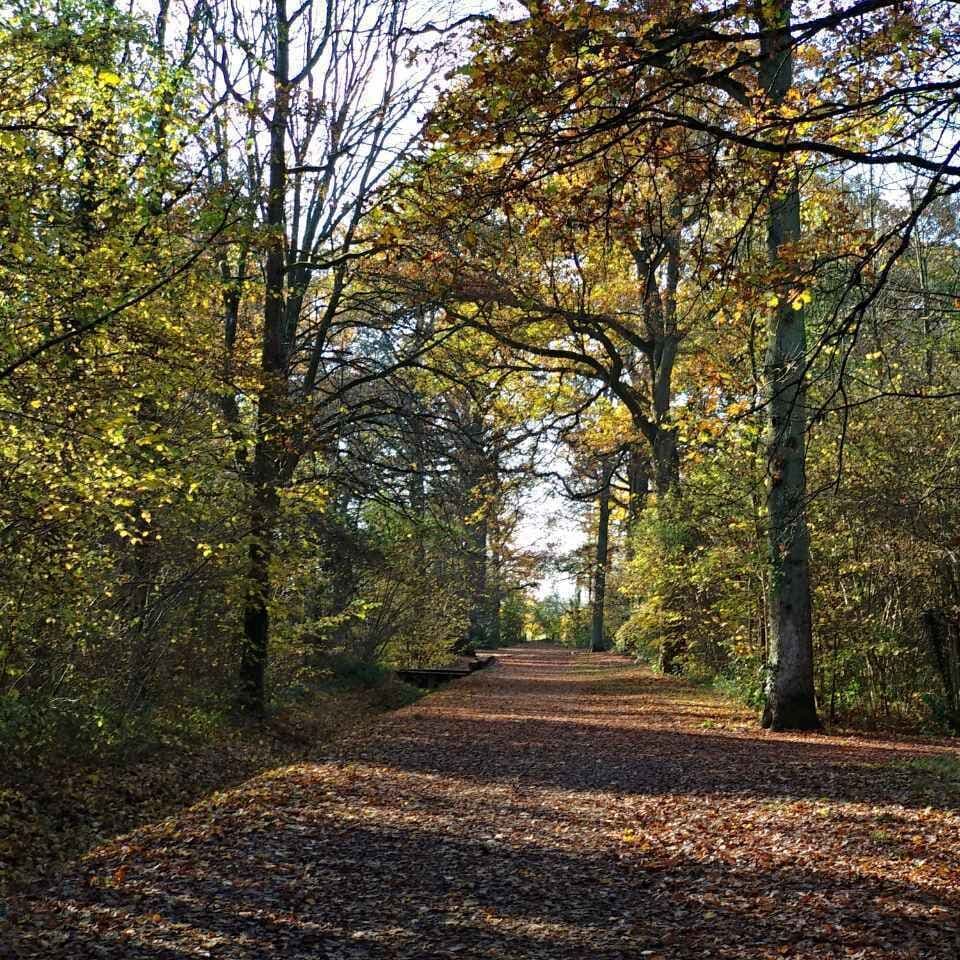 Forest woods, just amazing.