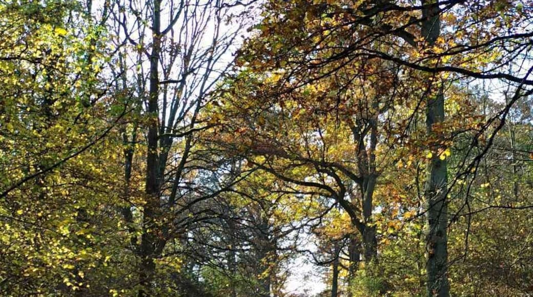 Forest woods, just amazing.