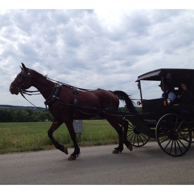On the outskirts of Dundee you'll find a large community of Mennonites. Pass thru early Sunday afternoon, you are bound to see the post church horse and buggy families on the way home. 