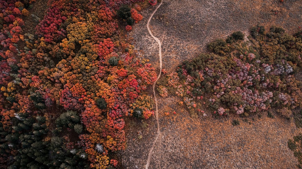 An aerial view of a forest with a winding dirt path.