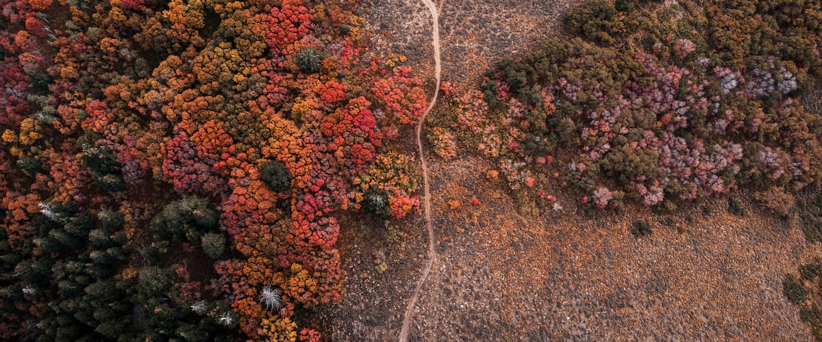 An aerial view of a forest with a winding dirt path.