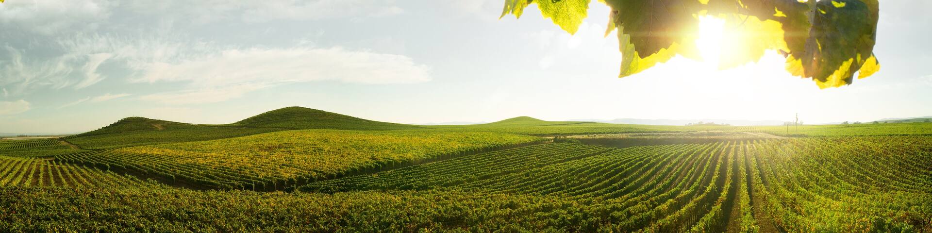 view of nice italian sunny summer countryside landscape