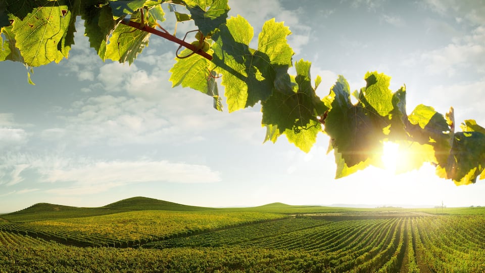 A vineyard with rows of grapevines under a clear sky.
