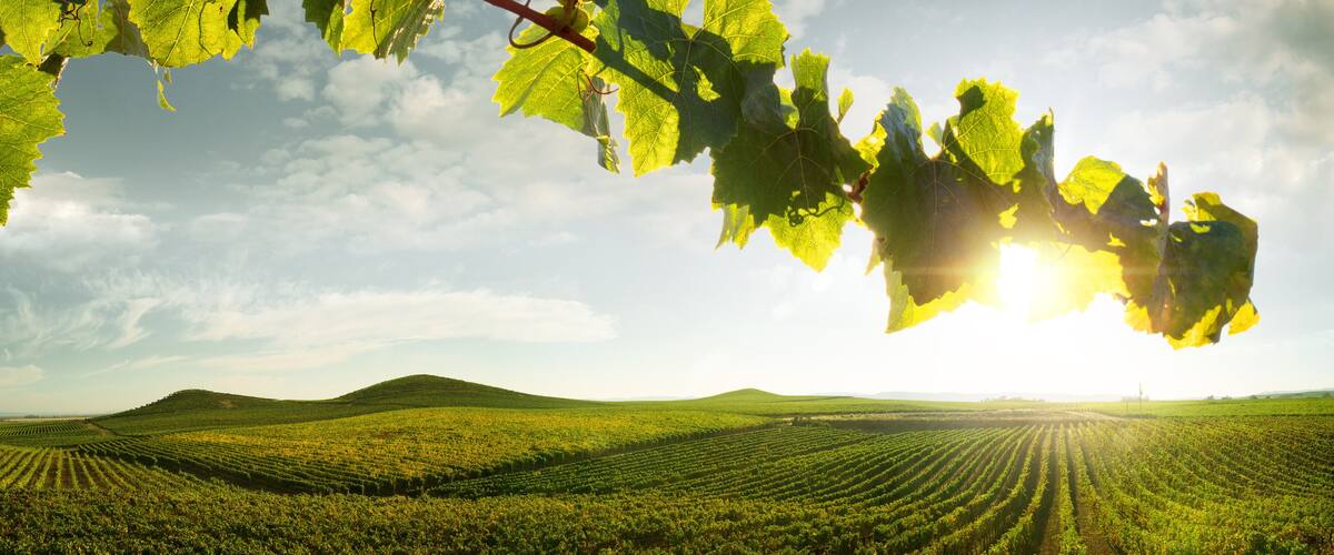 A vineyard with rows of grapevines under a clear sky.