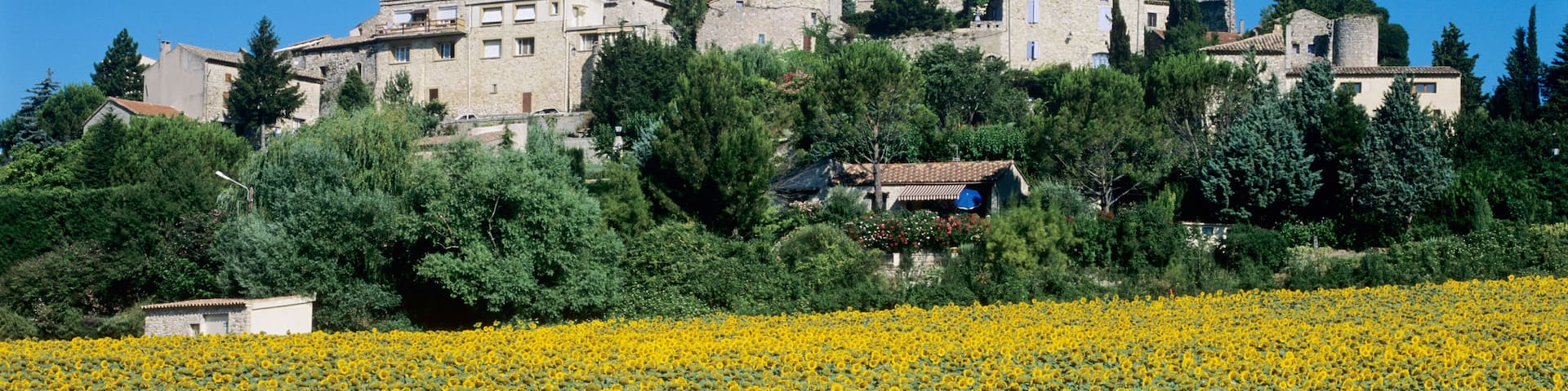 Sunflowers below the village of Valaurie, Provence, Auvergne-Rhone-Alpes, France, Europe