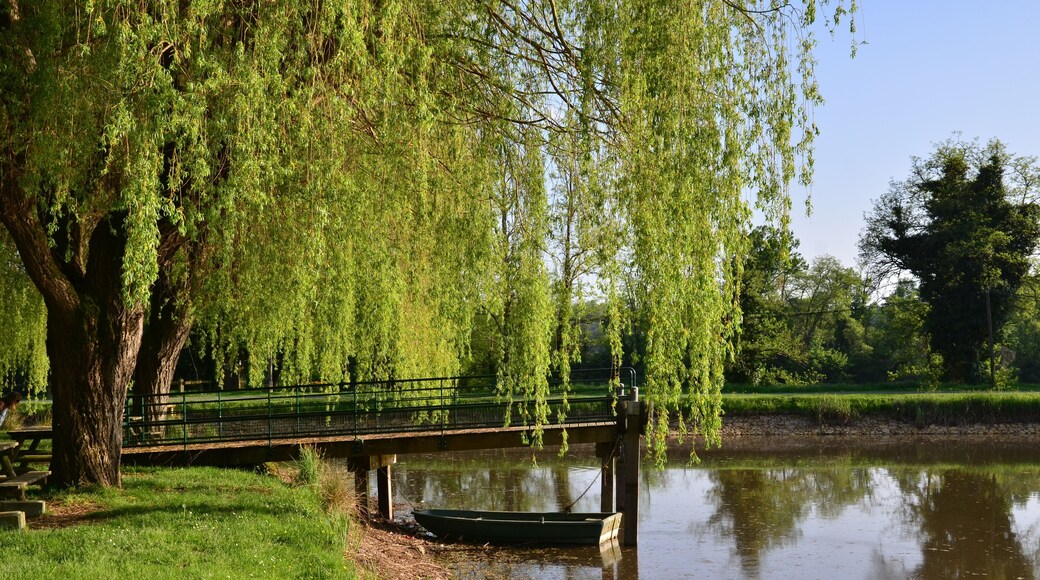 SAULE PLEUREUR ET BARQUE ÉTANG DE LALINDE DORDOGNE FRANCE 1
