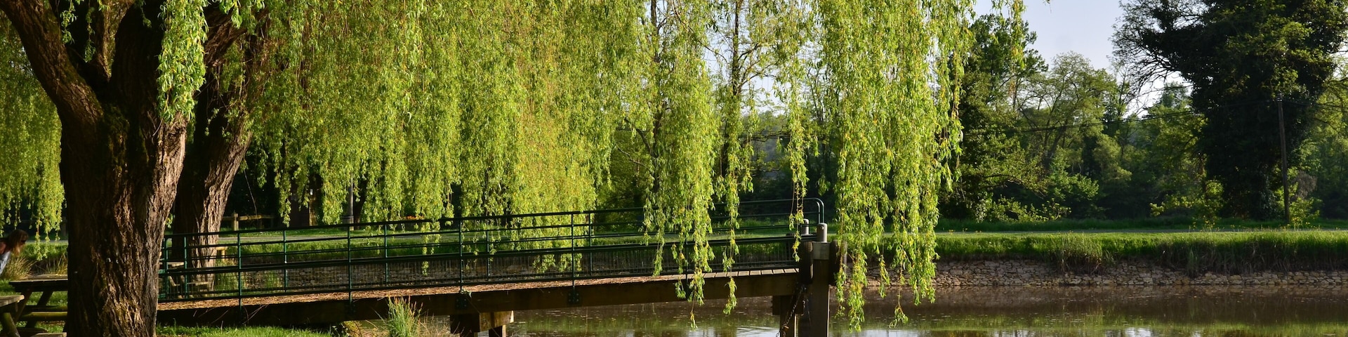 SAULE PLEUREUR ET BARQUE ÉTANG DE LALINDE DORDOGNE FRANCE 1