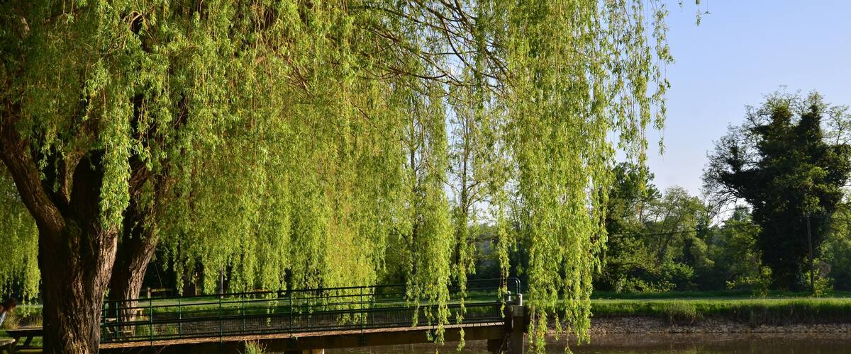 A weeping willow tree, a bridge, and a boat on a calm river.