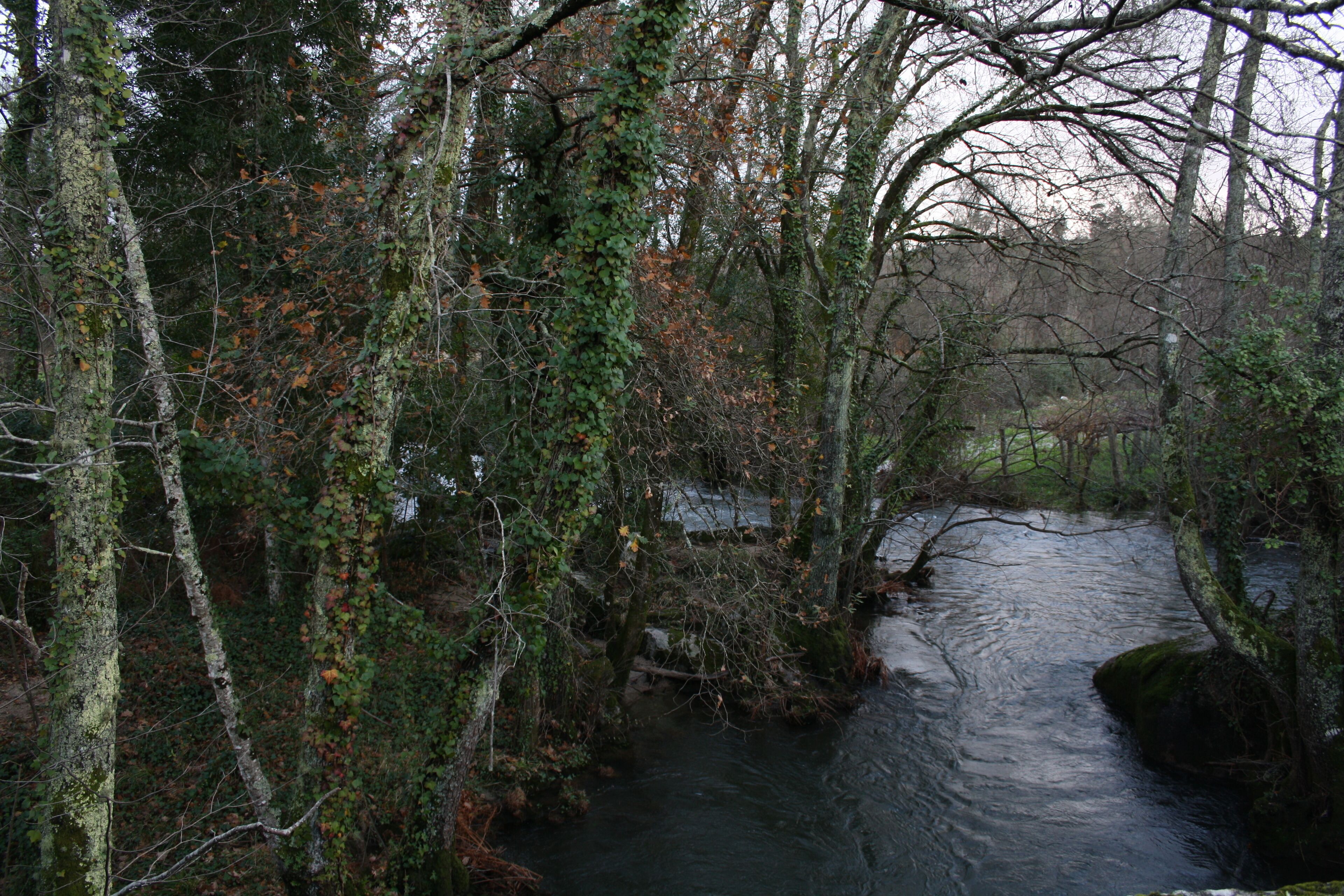 A river flowing through a densely wooded area with trees covered in green foliage and some brown leaves.
