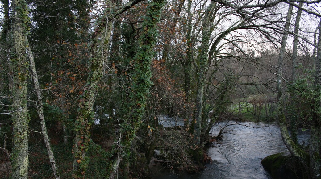 A river flowing through a densely wooded area with trees covered in green foliage and some brown leaves.