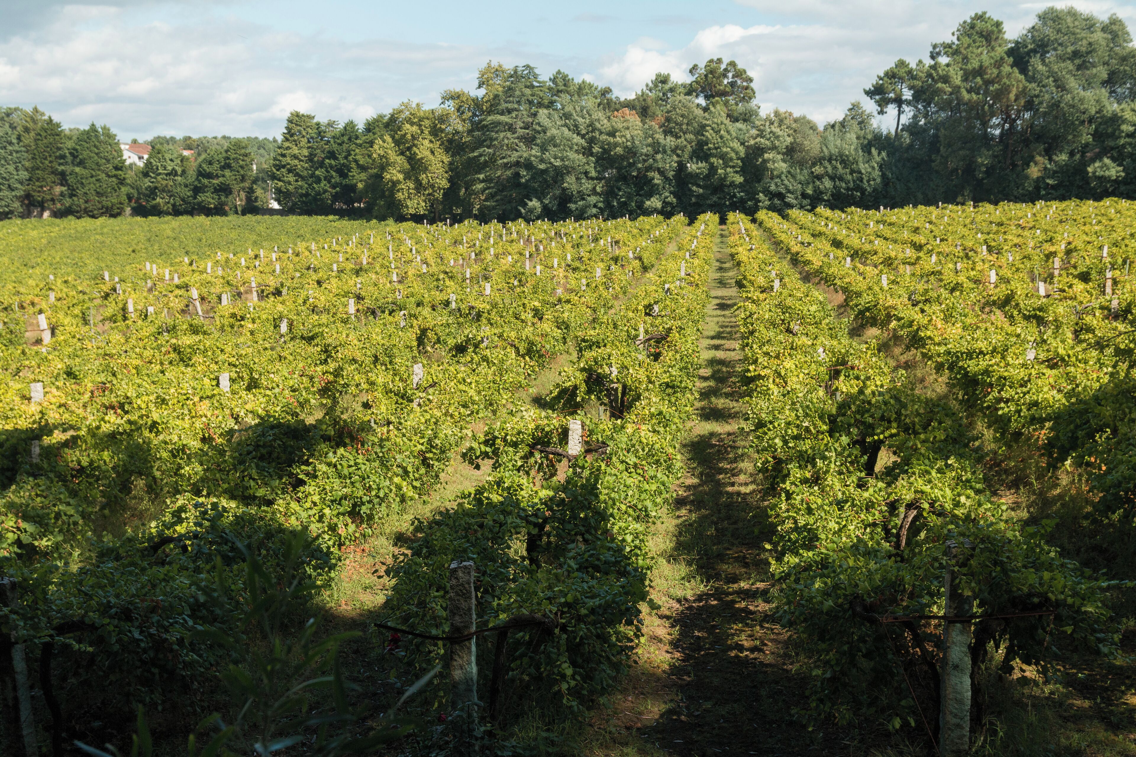 A vineyard with rows of grapevines and a path in the center.
