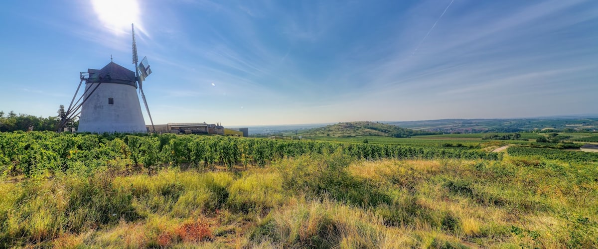 A windmill, vineyards, and a hilly landscape under a clear sky.