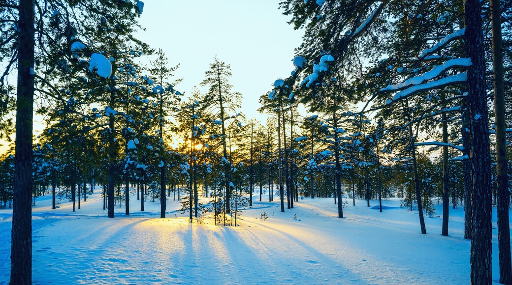Winter forest , sun's rays at sunset.