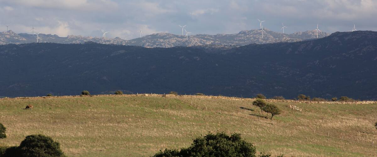 A grassy field with a few trees and wind turbines in the distance.