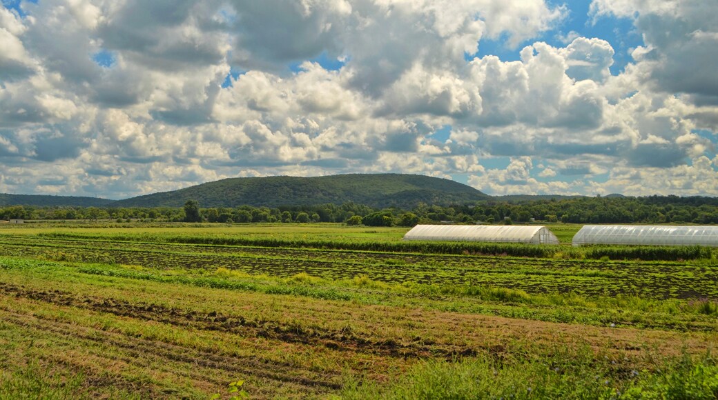 Black dirt region farm Chester New York