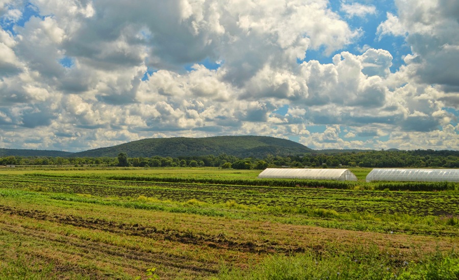 Black dirt region farm Chester New York