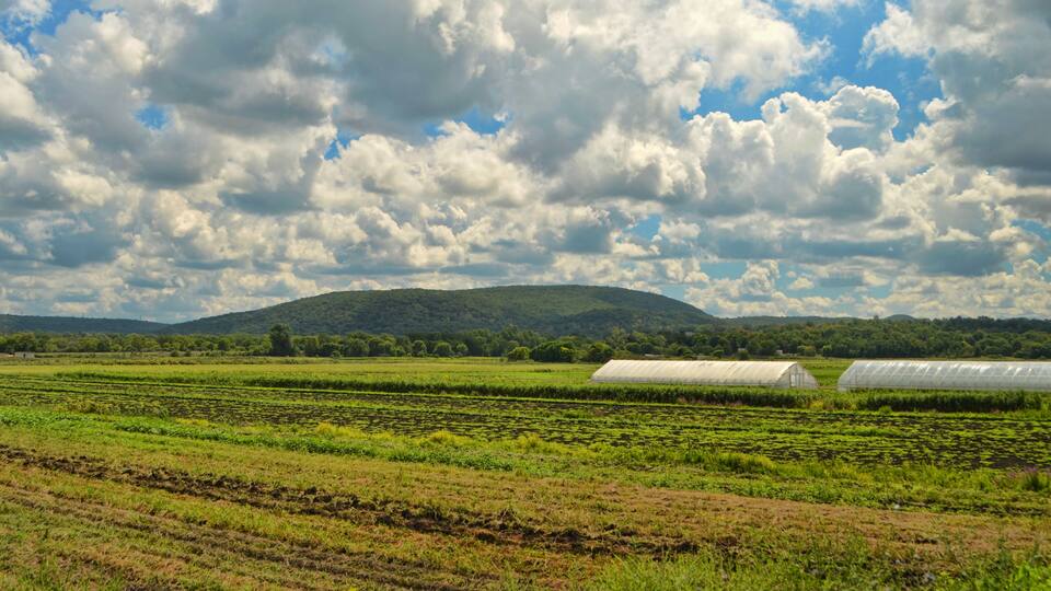 A green agricultural field with rows of crops and greenhouses in the distance under a cloudy sky.