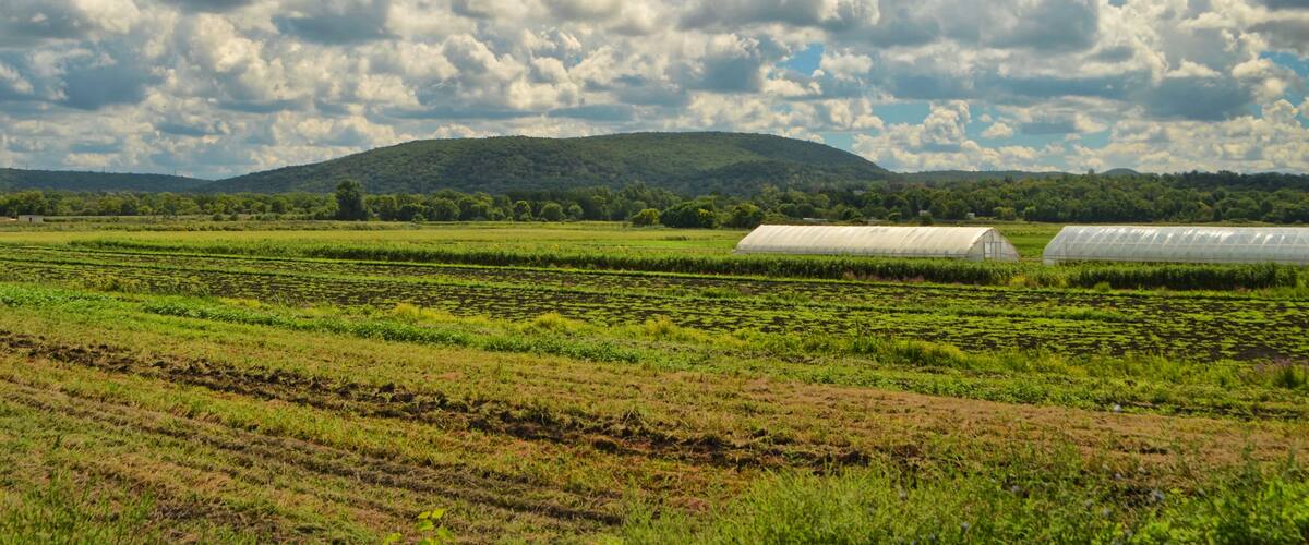 Black dirt region farm Chester New York
