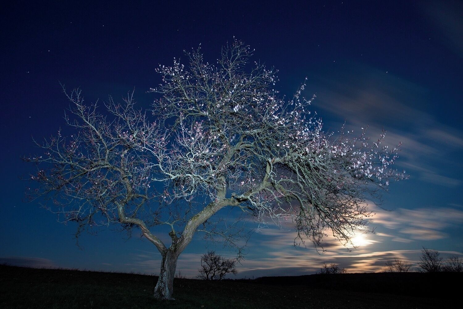 Apricot trees are and always were essential part of the rural people. Even the priests used to plant these kind of fruit trees around the churches or chapels. Although just a few places remain to show us this kind of old gardening custom. In the background the rising Moon is covered by clouds.

#BvSAstro #BvSSpring