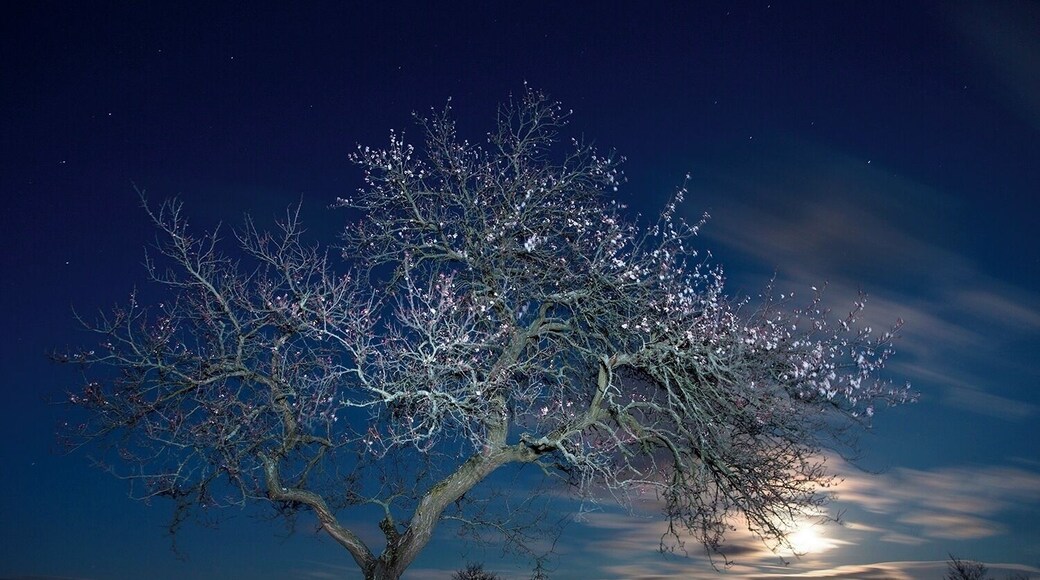Apricot trees are and always were essential part of the rural people. Even the priests used to plant these kind of fruit trees around the churches or chapels. Although just a few places remain to show us this kind of old gardening custom. In the background the rising Moon is covered by clouds.
#BvSAstro #BvSSpring