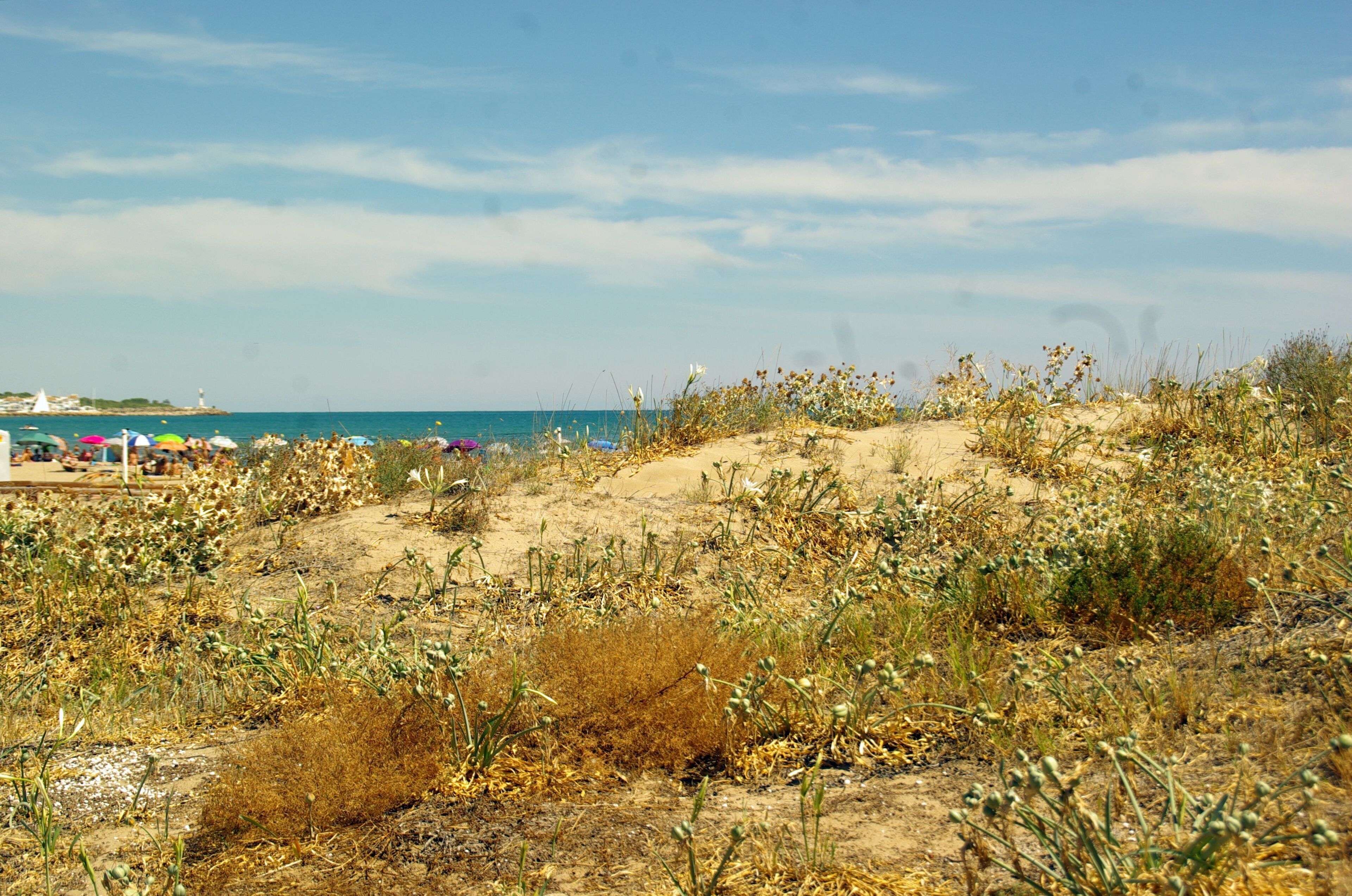 ® M.D. ALCOCEBRE ROQUEDAL MARTÍ_SISTEMA DUNAR ◙