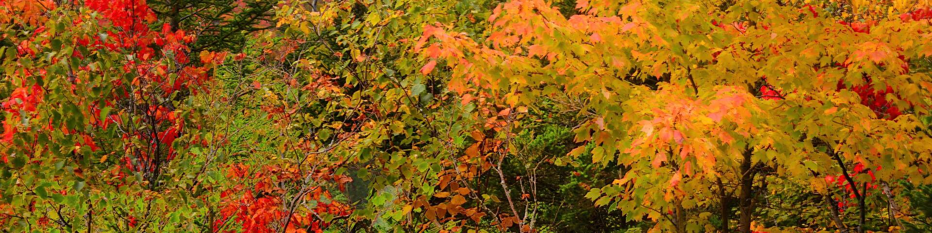 Colorful fall foliage and scenic view from top of Owl's Head Mountain (in Groton State Forest) looking west towards Kettle Pond and the Green Mountains of Vermont.