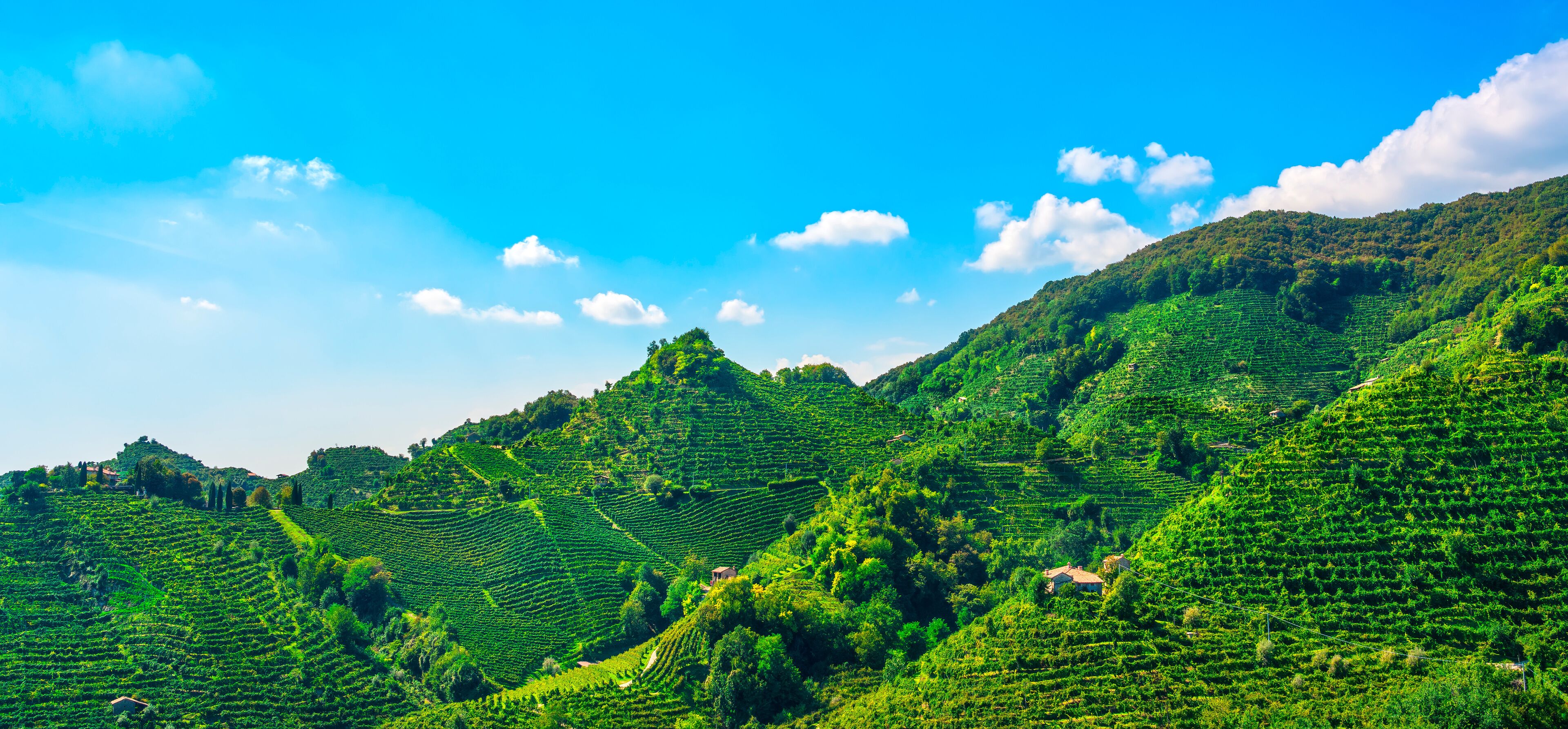 Prosecco Hills, vineyards at sunset. Unesco Site. Veneto, Italy