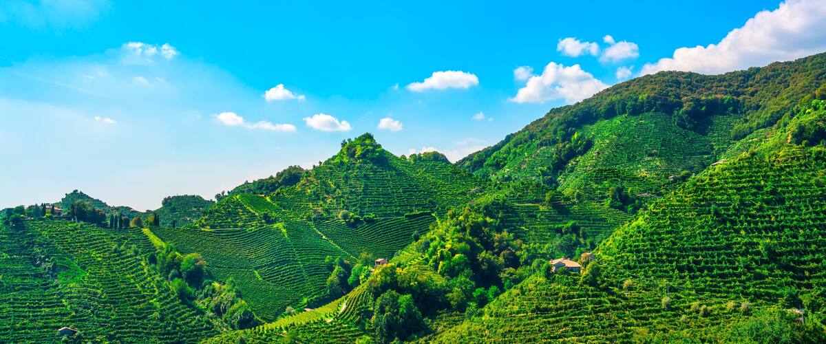 Terraced tea plantations on a hillside under a clear blue sky.