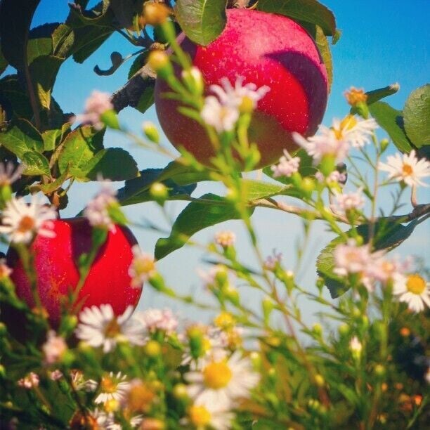 A red apple surrounded by green leaves and small white flowers.