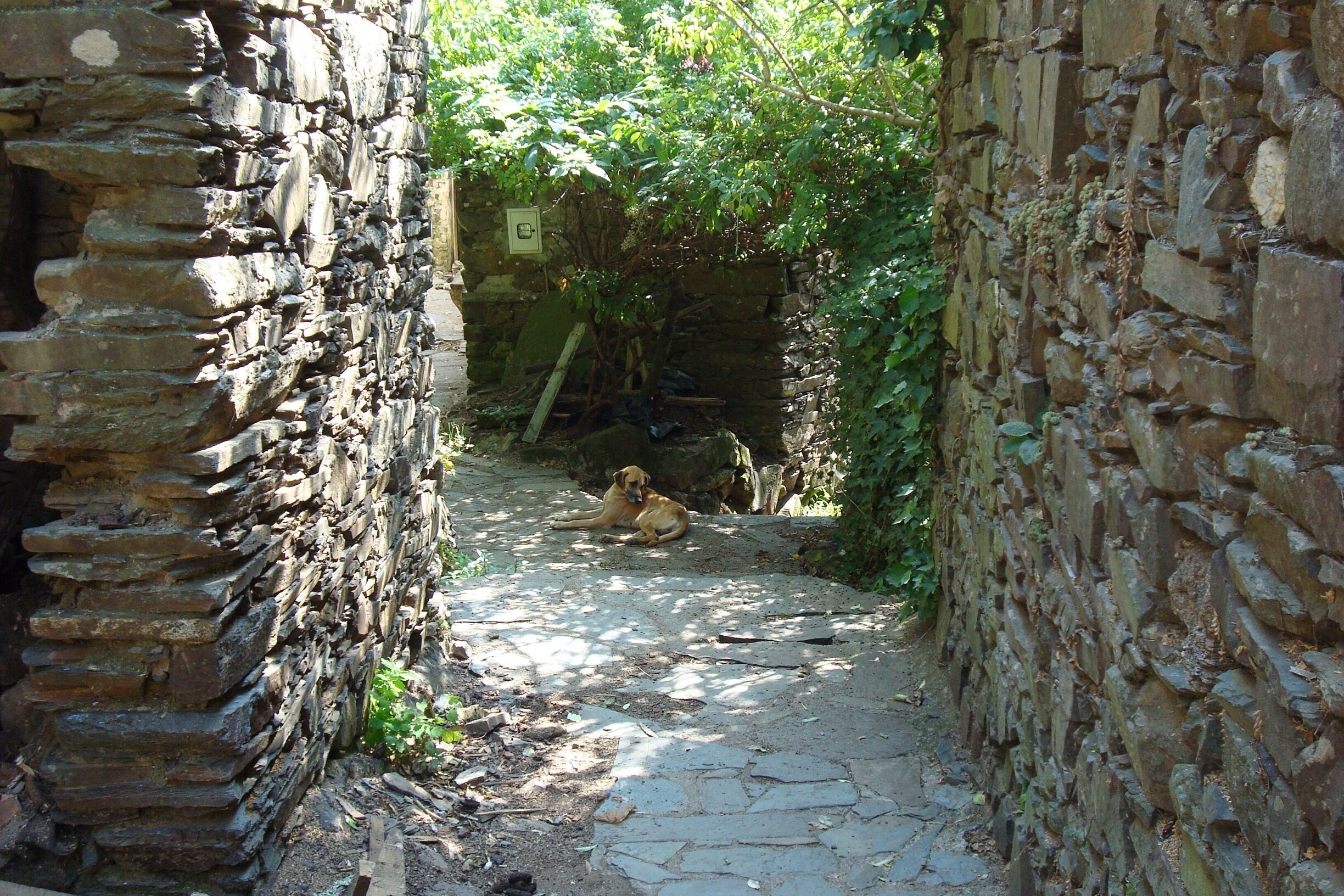 A narrow stone pathway flanked by old stone walls, with a dog lying on the ground in the center.
