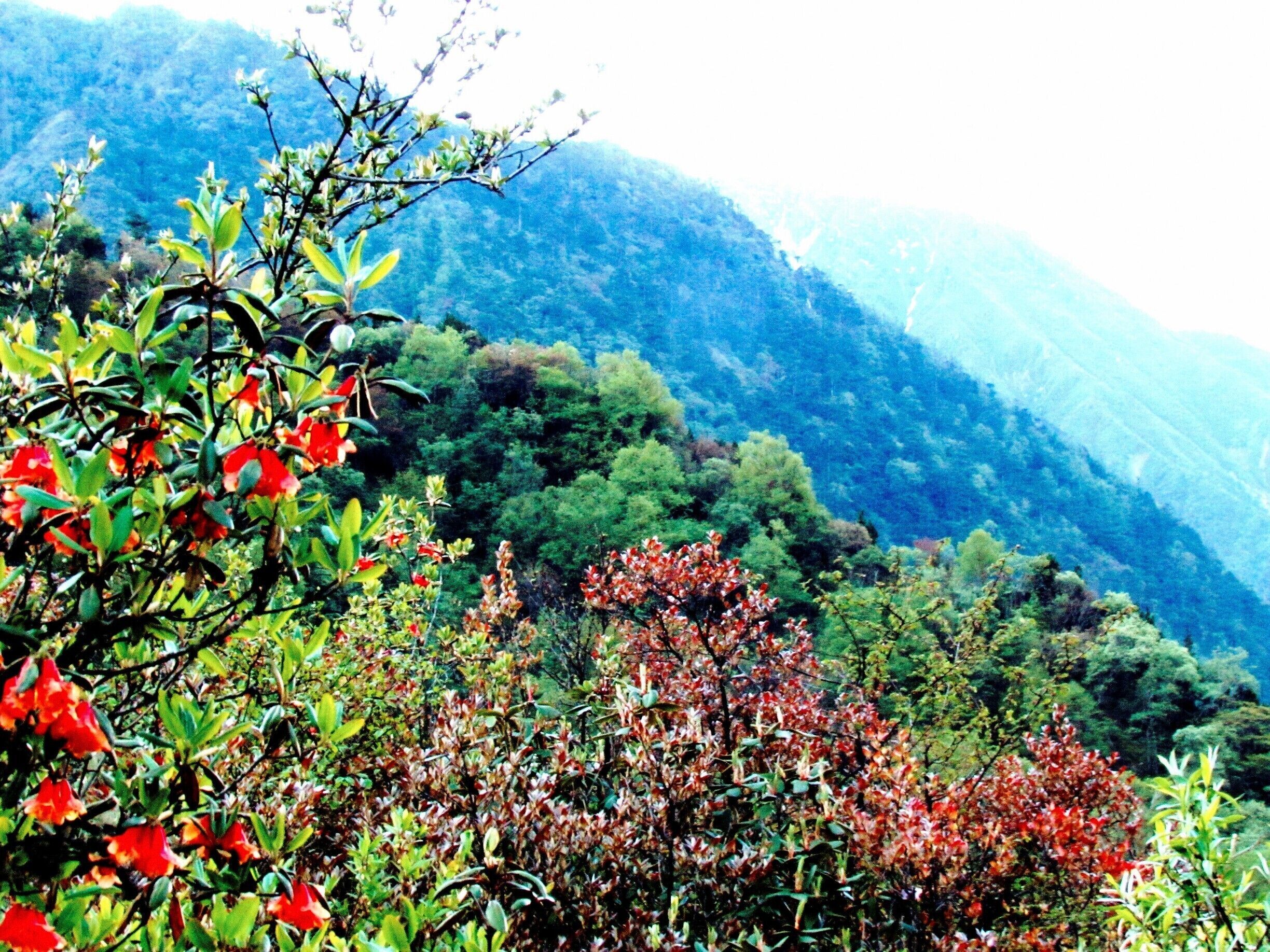 Lovely Flowers and Greenery in the Northern part of Sikkim in an area called YUMTHANG-A Valley Of Flowers.