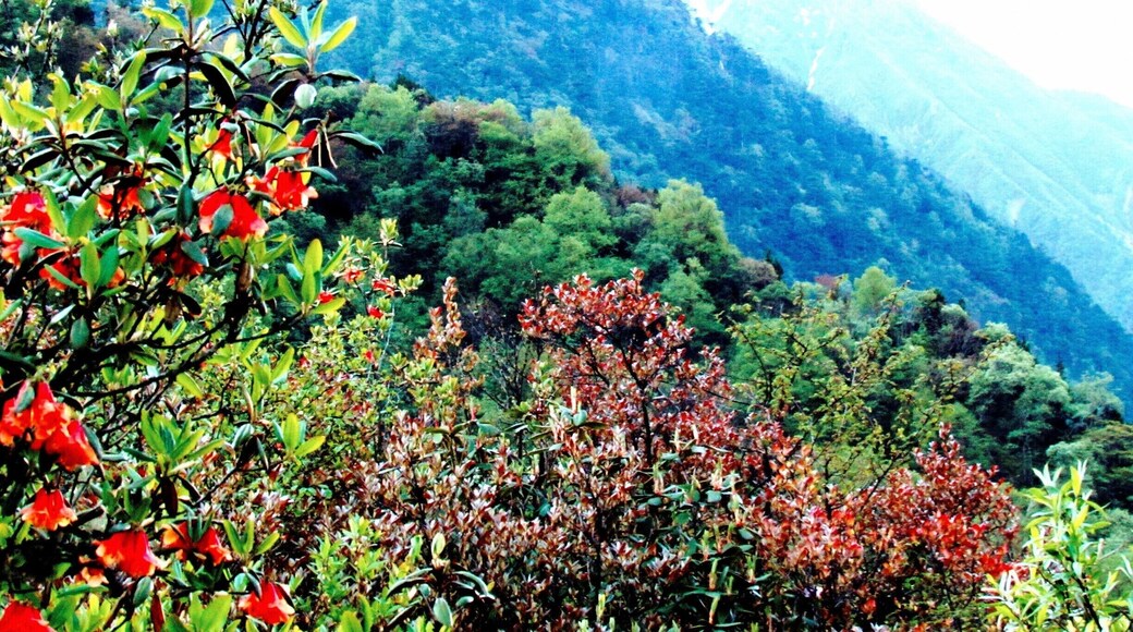 Lovely Flowers and Greenery in the Northern part of Sikkim in an area called YUMTHANG-A Valley Of Flowers.