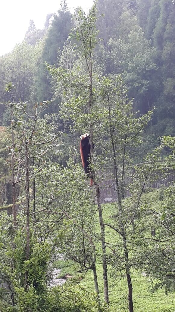  Red panda got to catch a glimpse of it .. #BestOf5  #wildlife