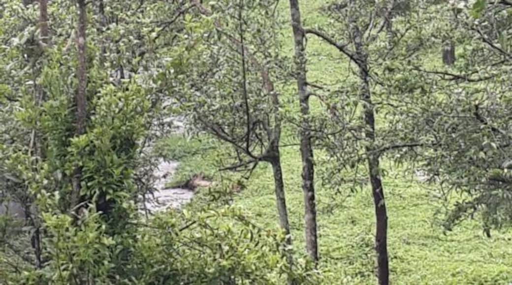 Red panda got to catch a glimpse of it .. #BestOf5 #wildlife