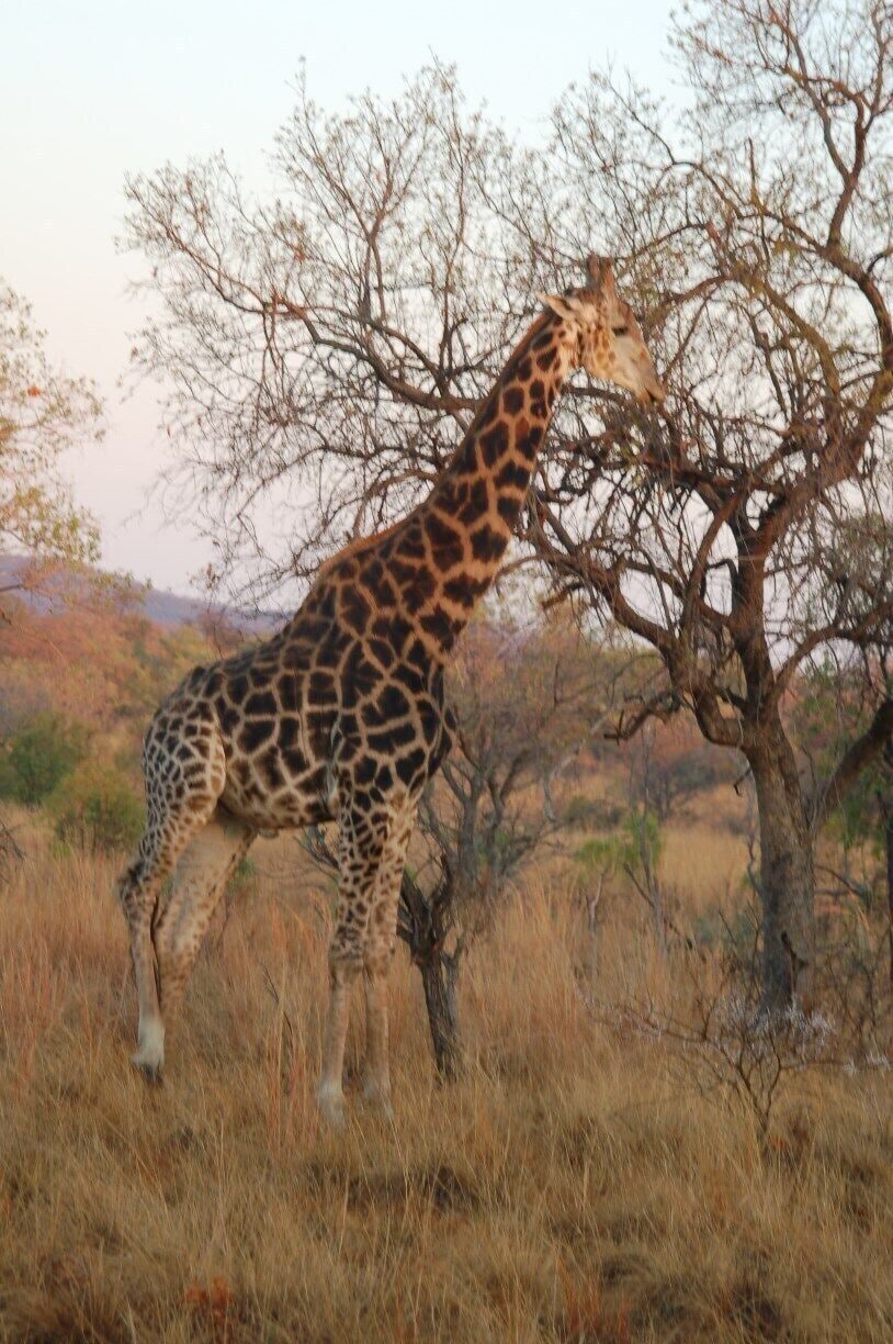 The early morning combi ride and the ranger asking us to spot the Lion. we were all looking for one when this long necked animal came so near that we almost missed him. Can you beat that.