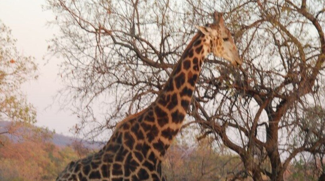 The early morning combi ride and the ranger asking us to spot the Lion. we were all looking for one when this long necked animal came so near that we almost missed him. Can you beat that.