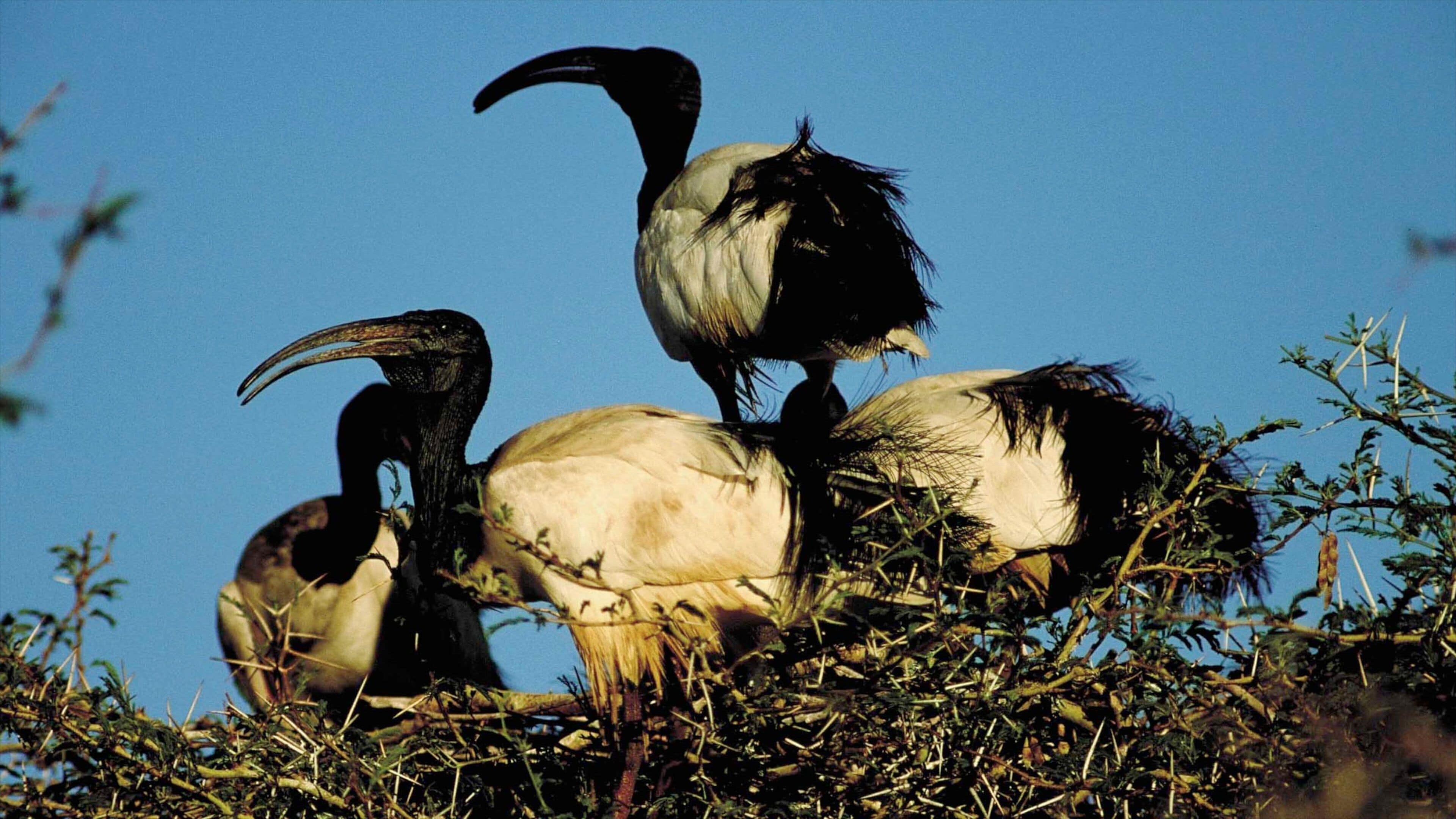 Bela-Bela mostrando vida de las aves